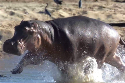 ​河马的祖宗是什么？头骨与河马极为相像_鲸鱼共属一系