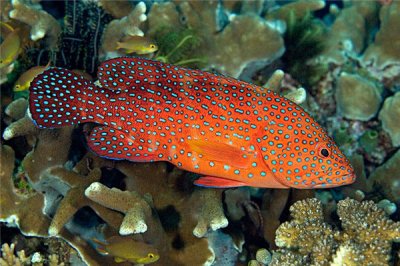 ​六斑九刺鮨：虽然美观但不适合饲养（眼睛小嘴巴大）