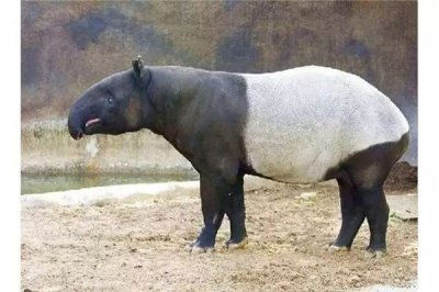 ​马来貘：生计在百般丛林中（一种常睹的生物）