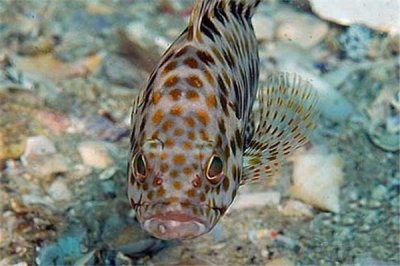 ​扁体栉齿刺尾鱼：属于一种羞怯的鱼（胆量很小）
