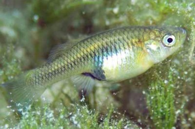 ​珍食蚊鱼:成天能吃2千只蚊子幼虫_自然的灭蚊小高手