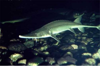 ​密苏里铲鲟是什么物种 鲟科的鱼（生计密苏里河中）