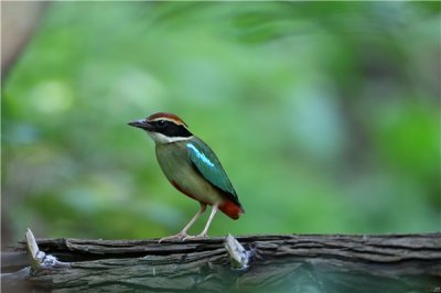 ​彩虹八色鸫：一种脸色鲜明的鸟类（澳大利亚私有物种）