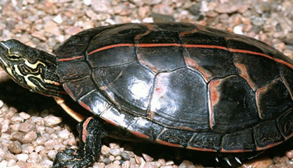 99%人不领会的15件事务,瞅完后你黄昏必定睡不着