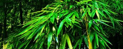 ​灵竹的寓意_取名寓意