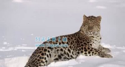 ​东北豹全世界仅存数目40只 东北豹挨得过东北虎吗?