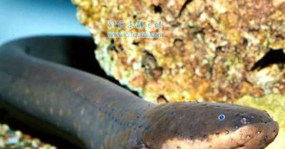 ​电鳗:世界上最恐惧的鱼类 它是怎样发电的?能电死人吗?