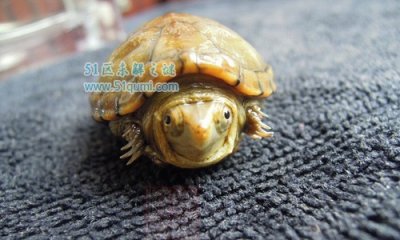 ​东方泥龟几钱一只?和头盔蛋龟该怎样区别?