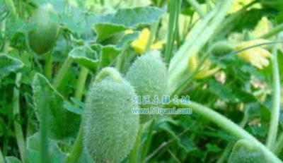 ​喷瓜:天然界中最有力量的果实 喷瓜的传布办法是什么?