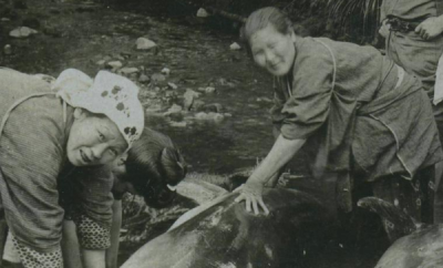 ​日自己杀海豚七大缘故：第一杀海豚节的风气是泉源