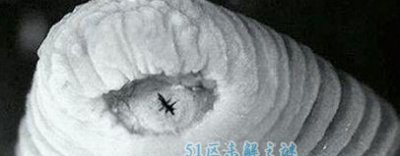 ​十大神奇生物之首暴君水蛭怎样杀人?会在人体里生长吗?