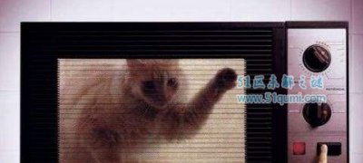 ​台湾微波炉虐猫事变 人情背地的情绪变革越发恐怖!