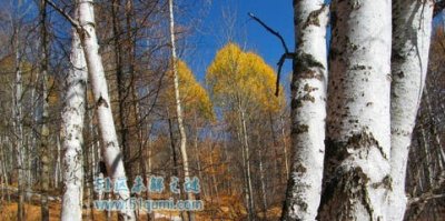 ​铁桦树:世界上硬度最高的树 宝贵木料价格没有菲