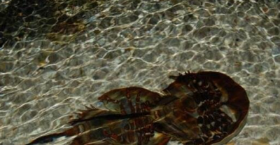 ​中华鲎为国度两级维护动物，药用价格高但是含剧毒