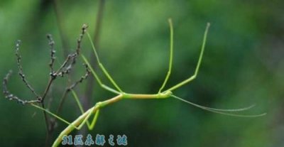 ​竹节虫有毒吗?竹节虫是益虫仍旧害虫?