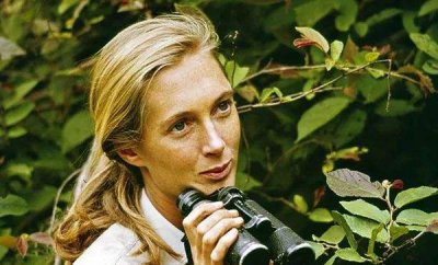 ​著名动物学家：珍妮·古讲我：伴同乌猩猩38年_最懂猩猩