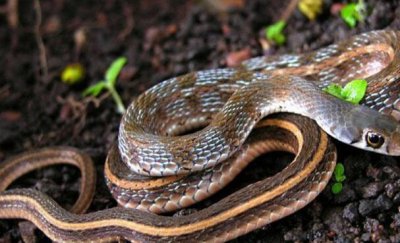 ​中国八三年蛇灾是怎样回事?究竟揭秘（不这次事）