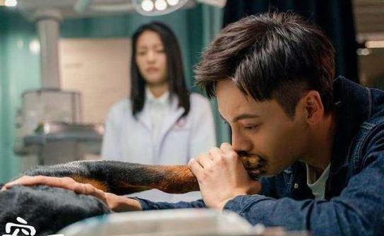 宠爱豪七为什么安乐死 豪七最后见到自己的主人了吗