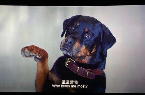 宠爱豪七为什么安乐死 豪七最后见到自己的主人了吗