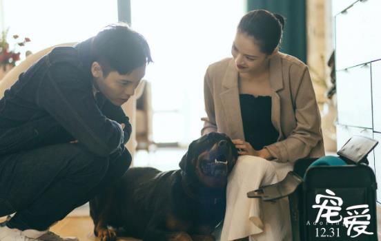 宠爱豪七为什么安乐死 豪七最后见到自己的主人了吗