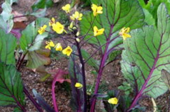 十字花科植物有哪些(图2)