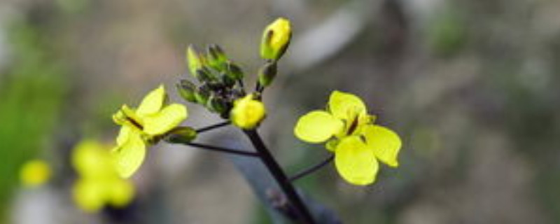 十字花科植物有哪些(图1)