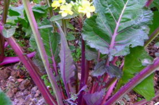 十字花科植物有哪些(图4)