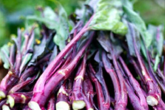 十字花科植物有哪些(图3)