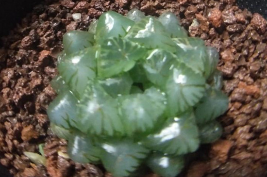 姬玉露夏天能换盆吗(图2)