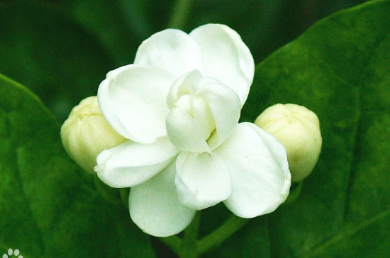 茉莉花开多久(图4)