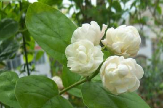 茉莉花开多久(图2)