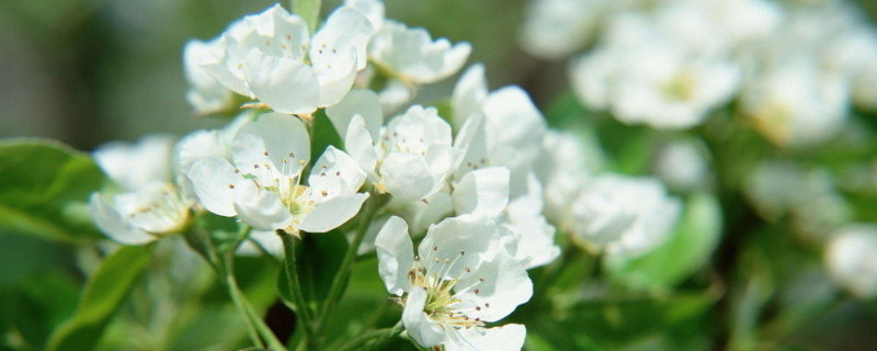 茉莉花开多久(图1)