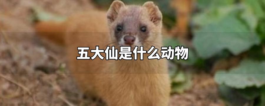 东北五仙是哪五个动物,东北五仙指的是什么