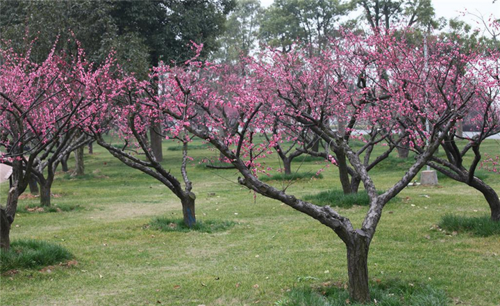 庭院十大吉祥树排名,庭院栽什么树最旺宅 