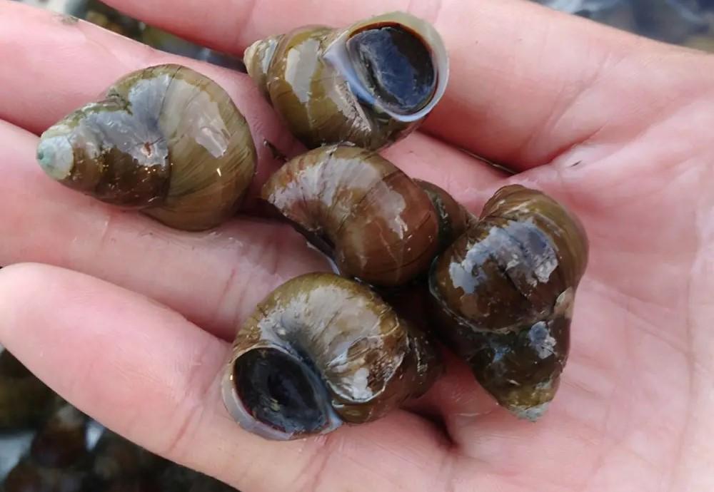 钓鲤鱼用什么饵料最好，鲤鱼的克星饵料 