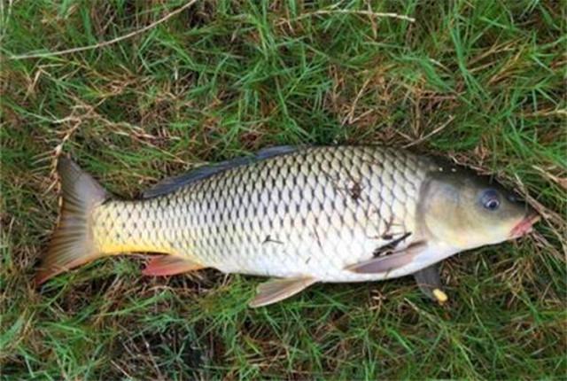 钓鲤鱼用什么饵料最好，鲤鱼的克星饵料 