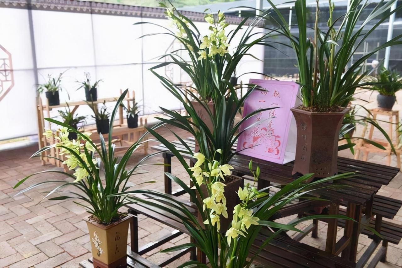 钓鲤鱼用什么饵料最好，鲤鱼的克星饵料 