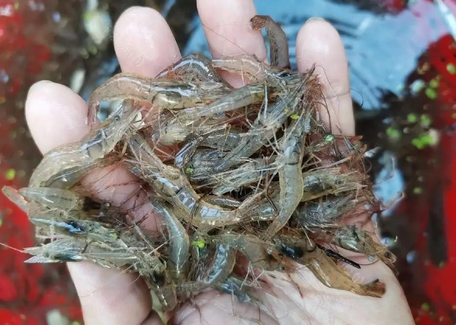 钓鲤鱼用什么饵料最好，鲤鱼的克星饵料 