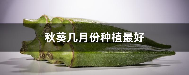 秋葵什么时候种植最好,秋葵几月播种育苗最好