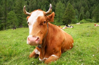 ​养牛补贴政策2022最新标准（农村养殖牛补贴政策2022）