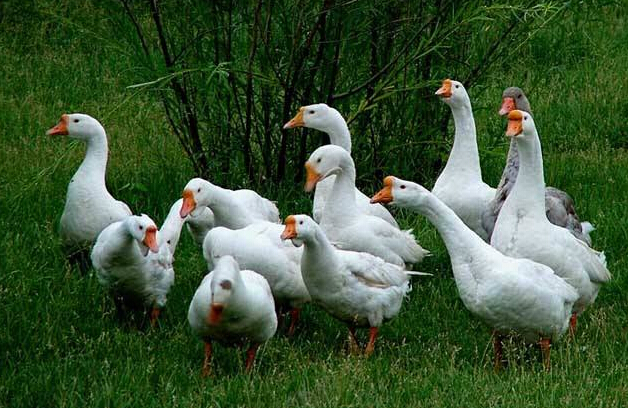 湖南养殖业养什么最好,养殖业什么最好养见效快