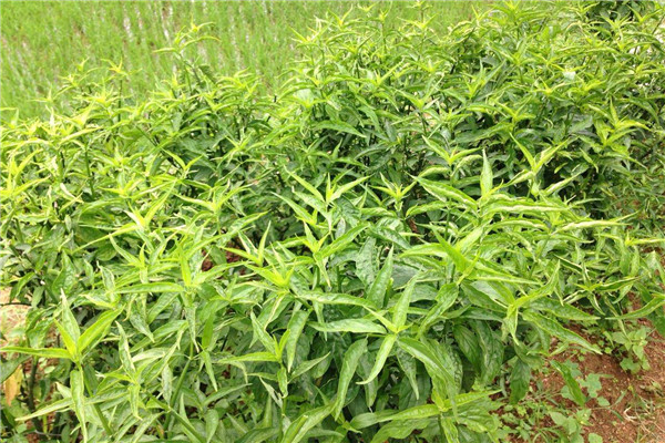 鳄嘴花哪些人不能吃 高血压的人可以吃鳄嘴花吗