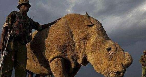 全球仅剩一只的动物是什么，全世界只剩一只的动物