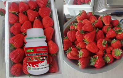 ​草莓追肥什么肥料（家庭种植草莓用什么肥料）