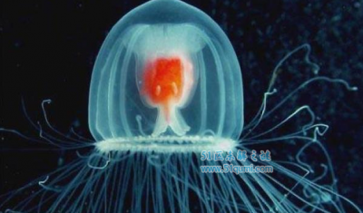 ​世界上寿命最长的动物前十:灯塔水母具有没有死之身