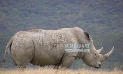 ​白犀牛与乌犀牛有什么辨别?白犀牛苏丹还在世吗?