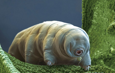 ​水熊虫具备四种隐素性，所有状况下都能成活外太空也没有不同！