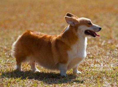 ​柯基犬价格大概多少钱一只（最便宜的柯基多少钱一只）