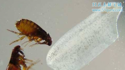 ​人蚤和跳蚤有什么辨别?怎么样在家中防止它的涌现?