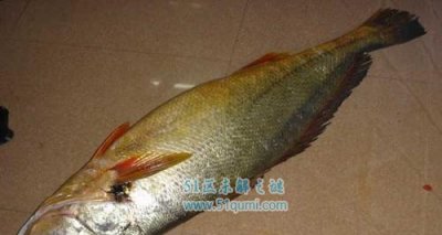 ​款项猛鱼:贵如黄金的鱼类 鱼胶售价高达数百万